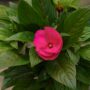 New Guinea Impatiens – Super Sonic Pink – 6.5″ Pot